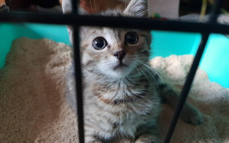 Zbiórka Karma i żwirek dla Niczyjaków - zdjęcie główne