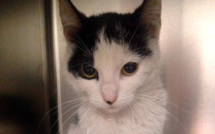 Zbiórka Połamana koteczka z dachu - zdjęcie główne