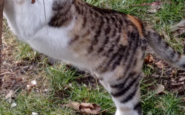 Zbiórka Na mojego chorego kota - zdjęcie główne