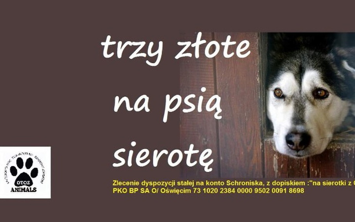 Zbiórka 3 złote na psią sierotę ! - zdjęcie główne