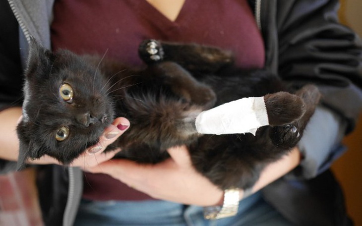 Zbiórka Jest słabiutki, ale chce żyć. - zdjęcie główne