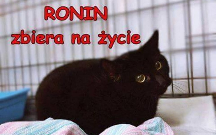 Zbiórka Pomóżmy bezdomnemu Roninowi - zdjęcie główne