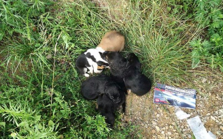Zbiórka 6 wyrzuconych szczeniąt POMOCY - zdjęcie główne