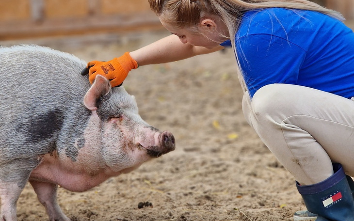 Kobieta głaszcze świnię w zagrodzie.