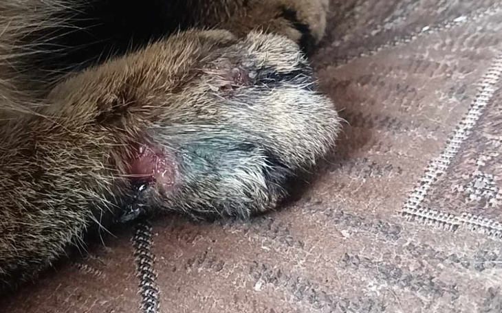 Zbiórka Ratujmy stefke - zdjęcie główne