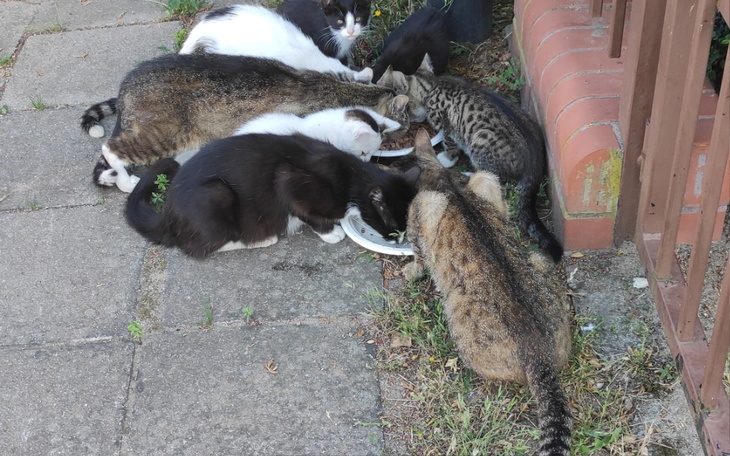 Zbiórka Sterylki, leczenie, karma dla - zdjęcie główne