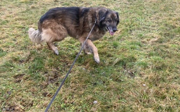 Zbiórka Cegiełka dla Leona - zdjęcie główne
