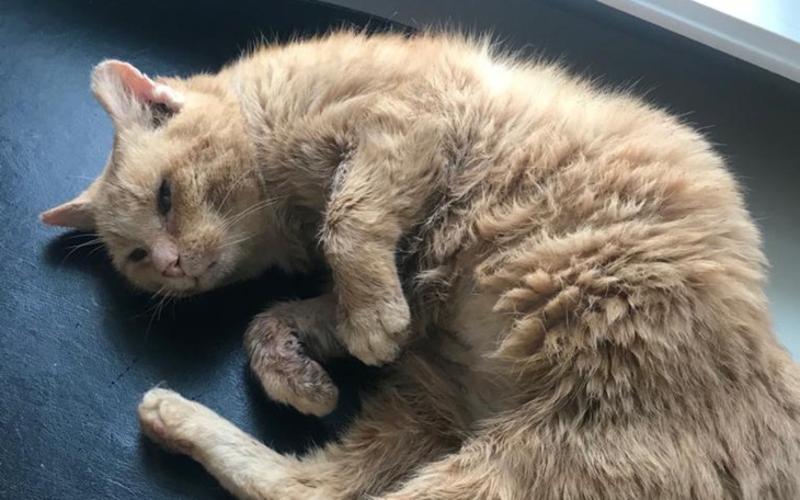 Zbiórka Rudy kotek czeka na operację - zdjęcie główne