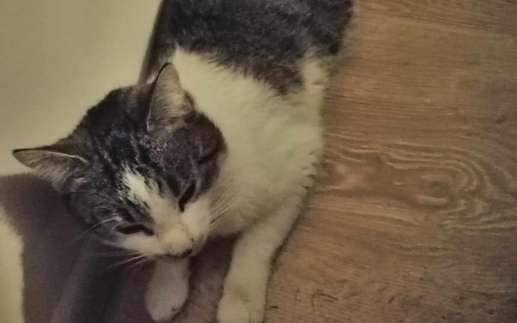 Szary kot leżący na podłodze, zrelaksowany i spokojny.