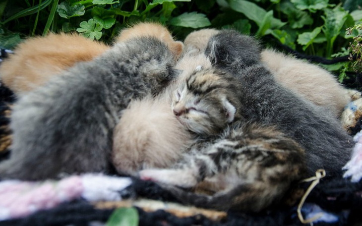 Zbiórka Panleuko :( Ratujemy kociaki! - zdjęcie główne