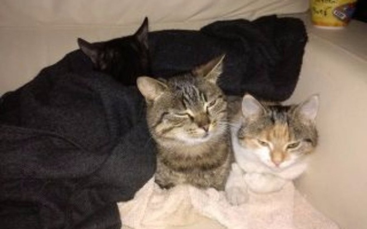 Zbiórka Pomóżmy kociakom - zdjęcie główne