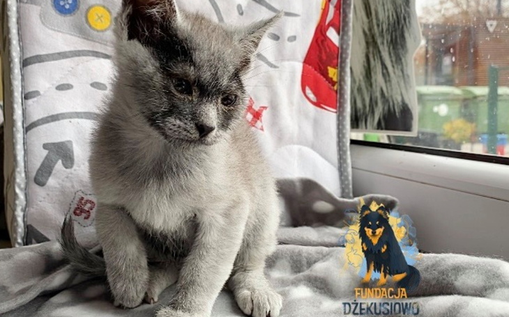 Zbiórka Ratunek dla Kiwaczka - zdjęcie główne