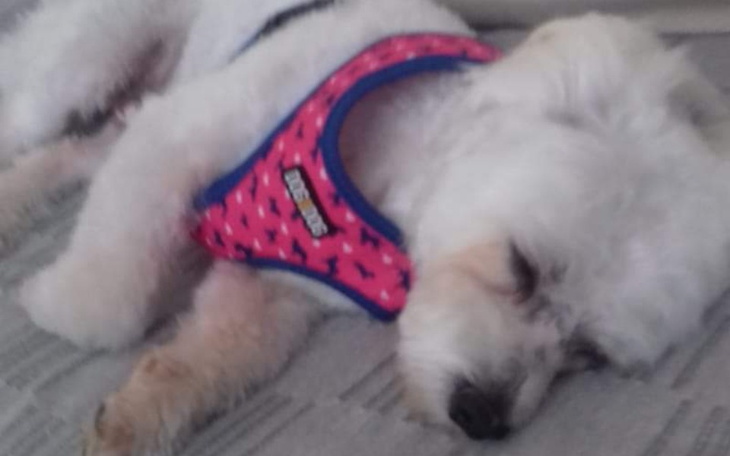 Zbiórka Na operację mojego pieska Figi - zdjęcie główne