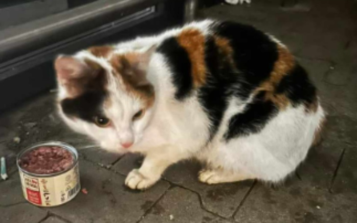 Zbiórka Ratujmy kotkę spod sklepu - zdjęcie główne