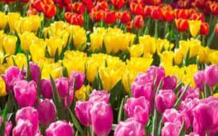 Zbiórka Flowers for Seniors - zdjęcie główne