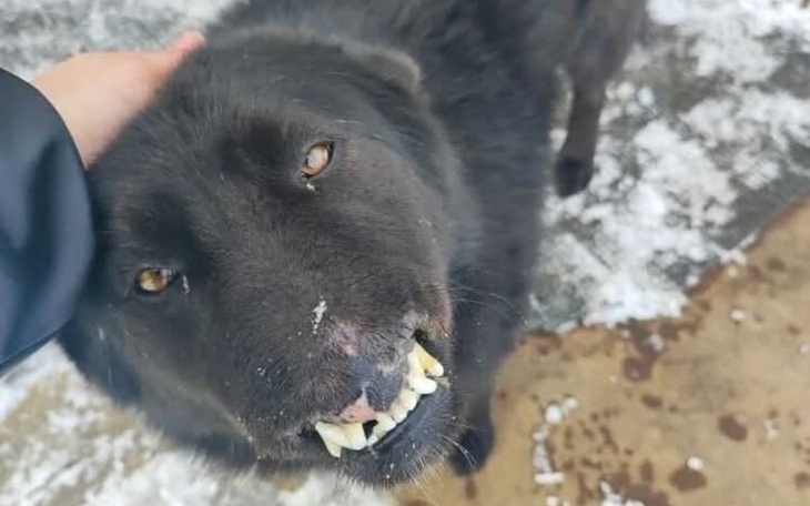 Pies z charakterystycznym wyglądem, zadowolony z towarzystwa.