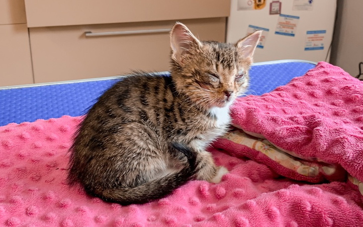 Zbiórka Leczenie Franciszki - zdjęcie główne