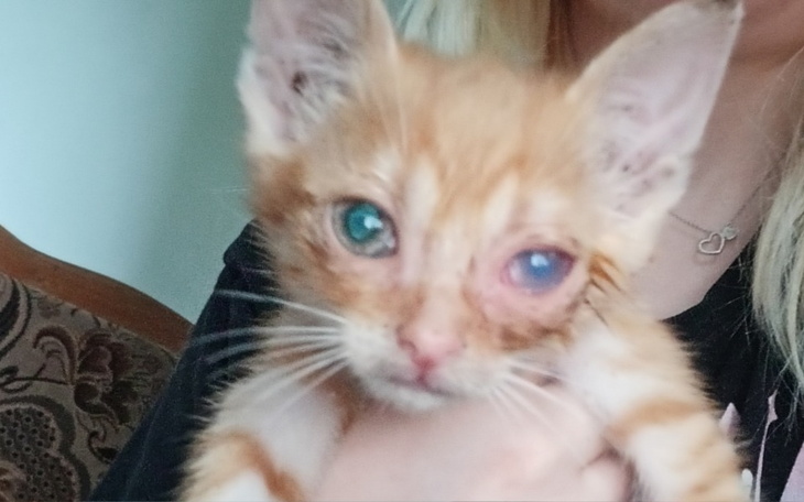 Zbiórka Na pilne leczenie kotkow - zdjęcie główne