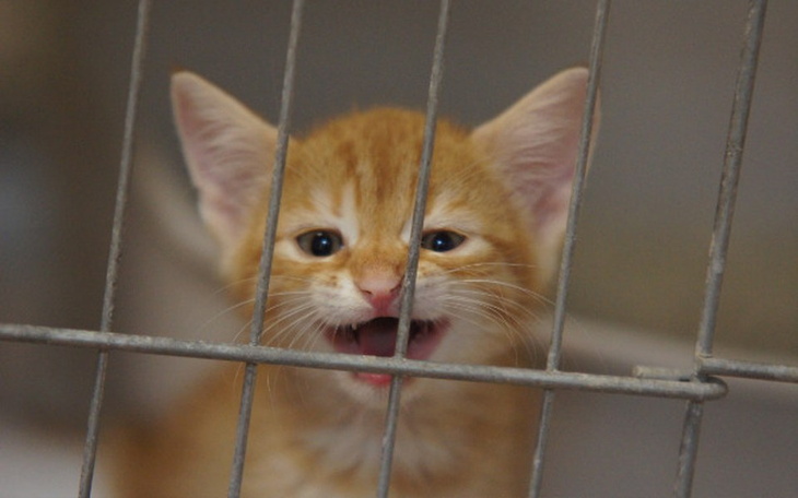 Zbiórka Mruczarnia – lipiec - zdjęcie główne