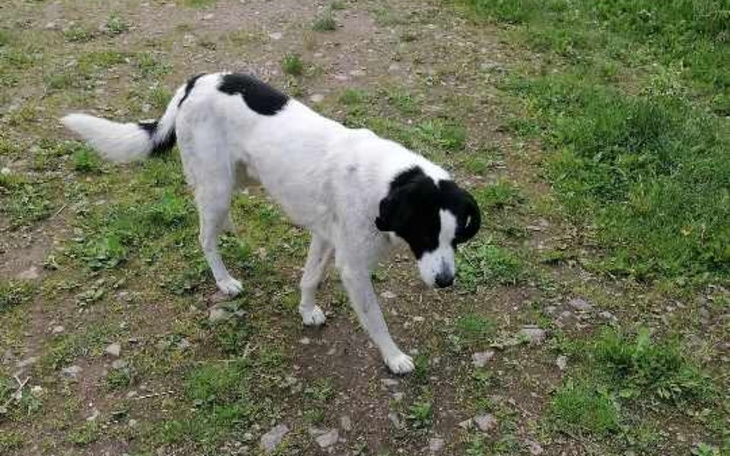 Zbiórka Łaciatek z biletem do Sobolewa - zdjęcie główne