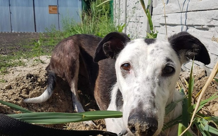 Zbiórka Buda dla Hektorka - zdjęcie główne