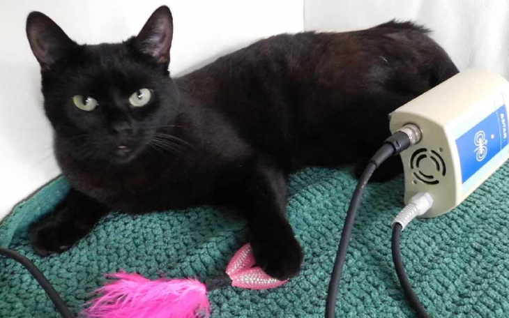 Czarny kot leżący na dywaniku, z różowym zabawką obok.