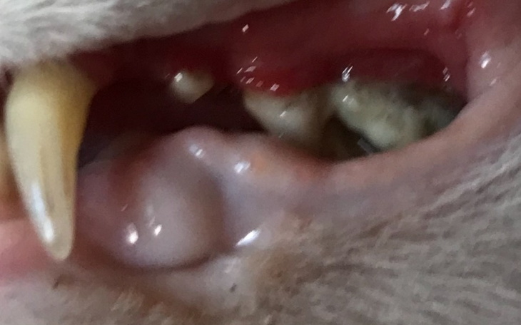 Zbiórka Jedzenie bez bólu - zdjęcie główne