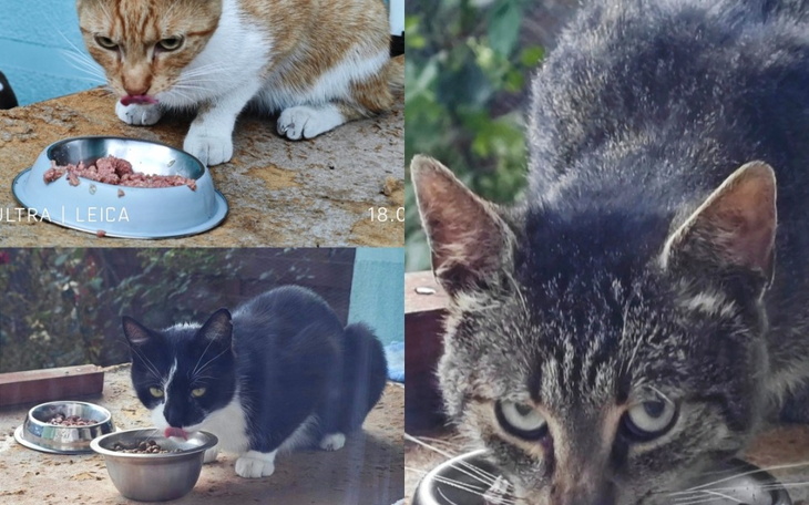 Trzy koty jedzące z misek na zewnątrz, w słonecznym otoczeniu.