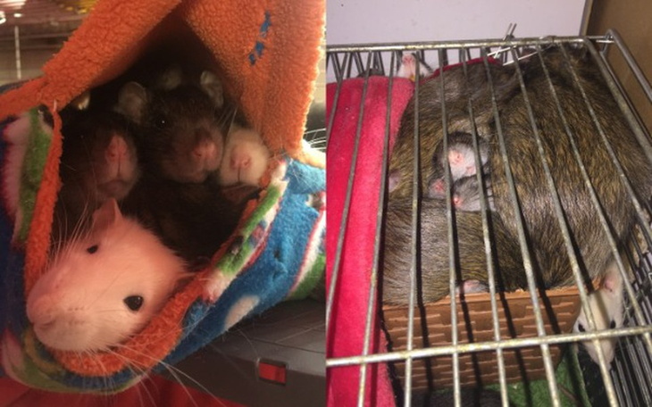 Zbiórka Szczury Wrocławia w Przytulisku - zdjęcie główne