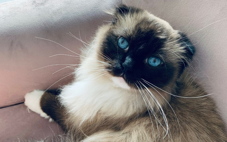 Zbiórka Dzielny Royek zbiera na operację - zdjęcie główne