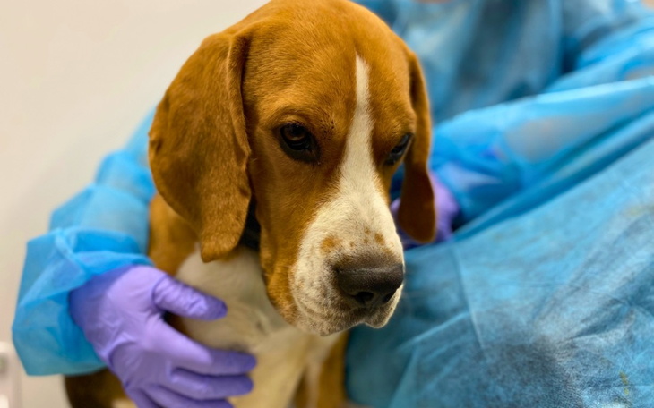 Zbiórka Na pomoc przy parwowirozie - zdjęcie główne