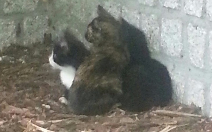 Zbiórka Bezdomne koty - zdjęcie główne