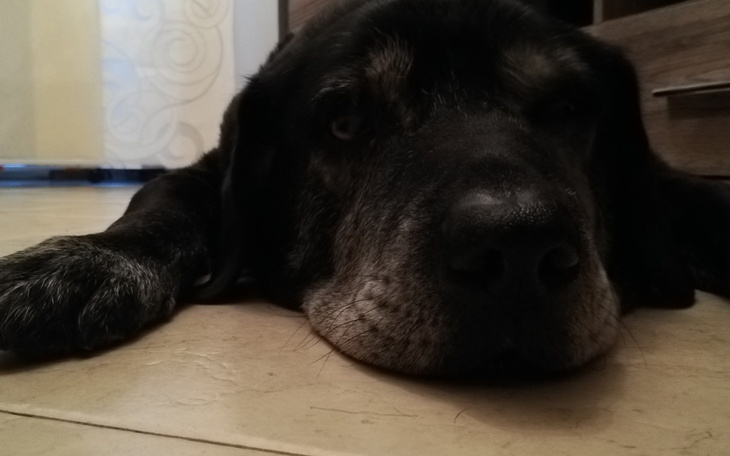 Zbiórka Jedzenie dla chorego psa - zdjęcie główne