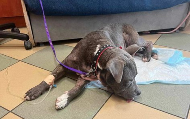 Pies leżący na podłodze w klinice weterynaryjnej, z kroplówką.