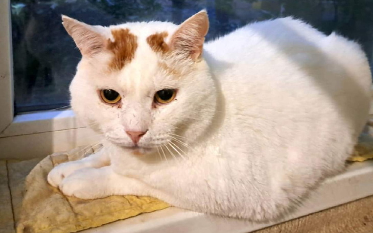 Zbiórka Na transport kotów z Charkowa - zdjęcie główne