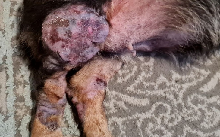 Zbiórka Perełka- cierpienie i ból - zdjęcie główne