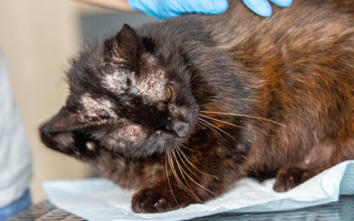 Zbiórka Leczenie Skina - zdjęcie główne