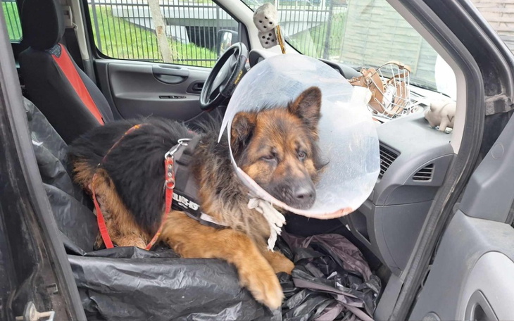 Pies w samochodzie z kołnierzem ochronnym, odpoczywa na czarnej folii.