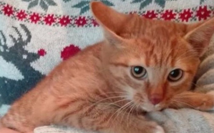 Zbiórka Kocia rodzina błaga o pomoc !!! - zdjęcie główne