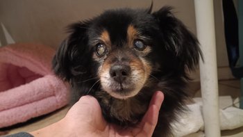 Zbiórka Czas ucieka! Pomóżmy Rumiemu - miniaturka zdjęcia