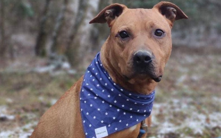 Zbiórka Raja zbiera na transport do domu - zdjęcie główne