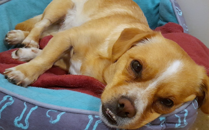 Zbiórka Zbiórka na drugą łapę - zdjęcie główne