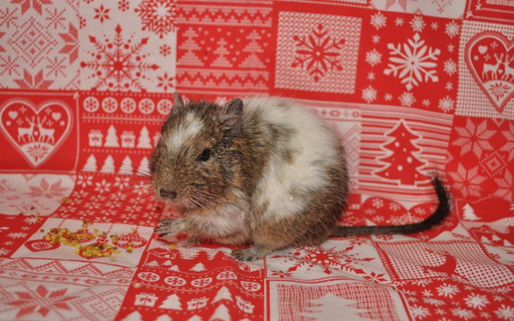 Zbiórka Zimowe wydatki DT "u Kociary" - zdjęcie główne