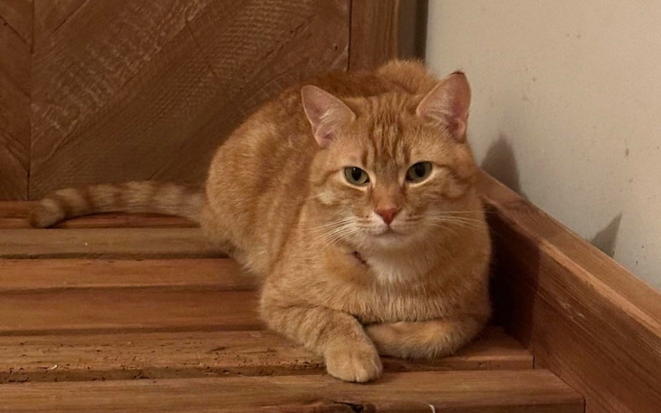 Zbiórka Tragiczny Los Bonza... - zdjęcie główne