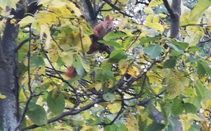 Zbiórka Nowy piec do mieszkania - zdjęcie główne