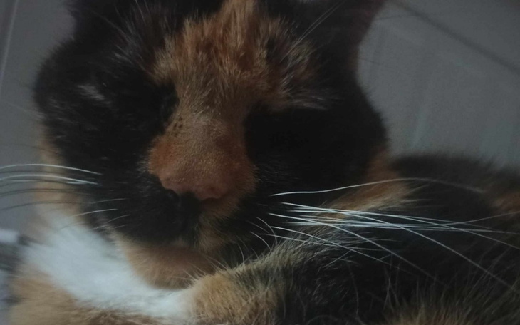 Zbiórka Usunięcie guzów Miśki - zdjęcie główne