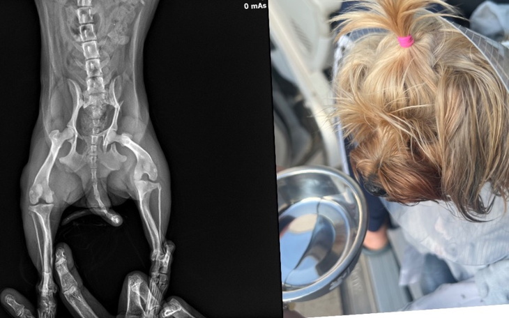 Zbiórka Potrzebna Pomoc Dla Tosi - zdjęcie główne