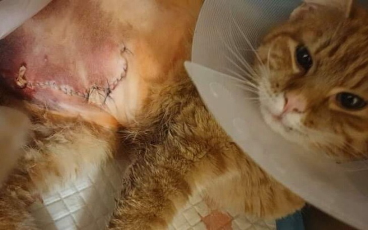 Zbiórka Operacja kotka Bartka - zdjęcie główne