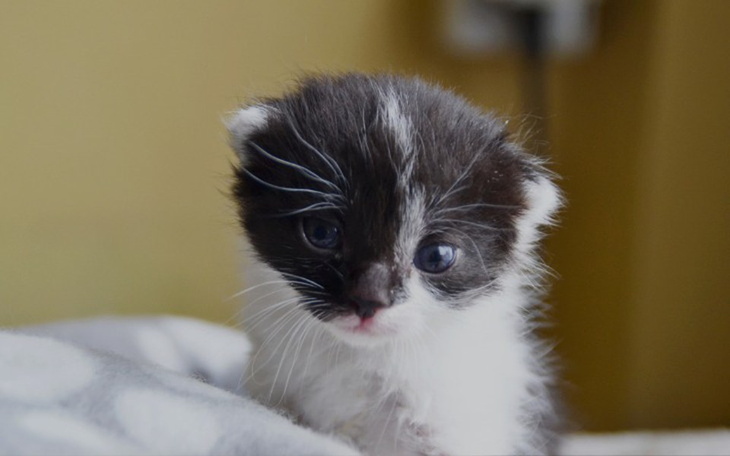 Zbiórka Pomóż uratować kocie dzieci... - zdjęcie główne