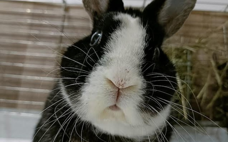 Czarny królik z białymi akcentami, patrzący w obiektyw.